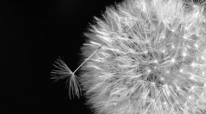 Make a wish right now!
