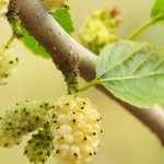 white-mulberry-tea-benefits