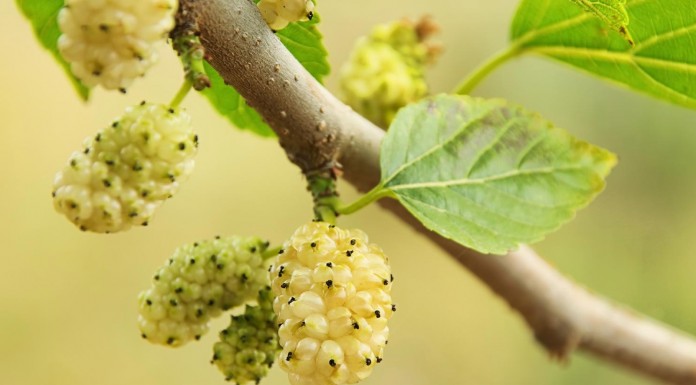 White Mulberry Benefits