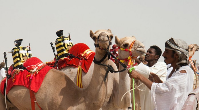 Camel racing in Qatar