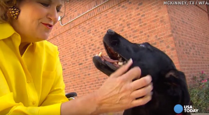 Dog Spends Over an Hour Pulling Injured Woman