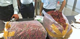 Qatar customs officers seize marijuana hidden among chilis