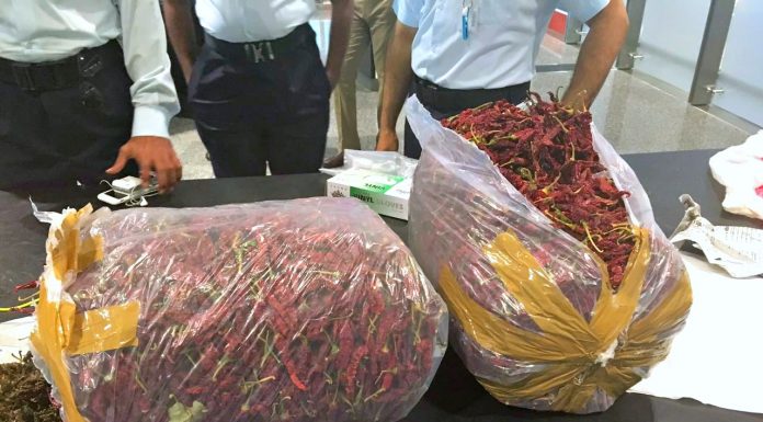 Qatar customs officers seize marijuana hidden among chilis Qatar customs officers seize marijuana hidden among chilis