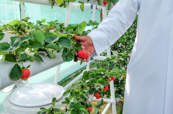 Qatar’s farmers’ markets re-launch this Thursday
