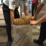 Qatar customs officials foil attempt to smuggle 20kg of marijuana through HIA