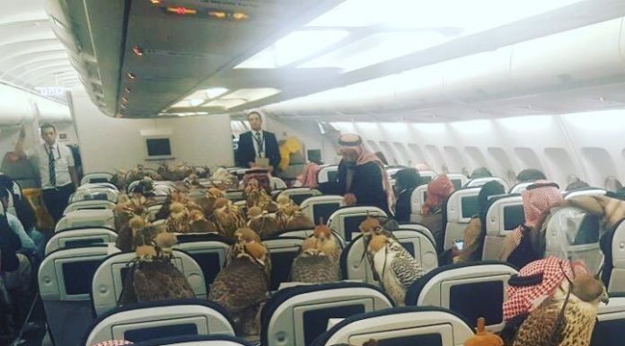 A bizarre photo of 80 giant birds on a plane is taking over the internet — but it isn’t as strange as you think