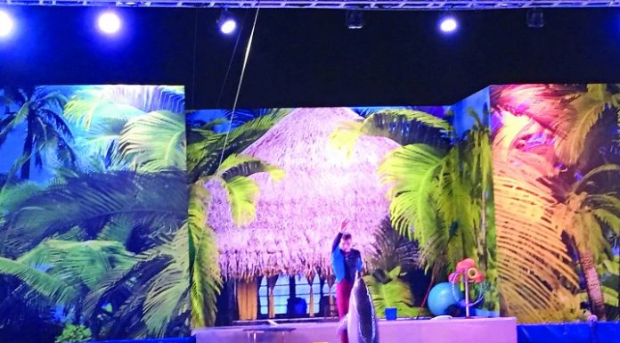 Souq Waqif most popular Dolphin show draws in huge crowd