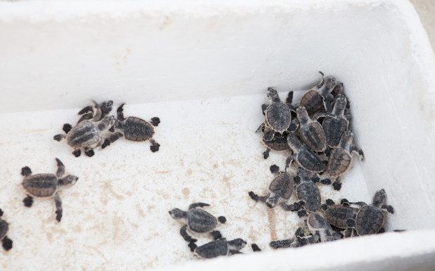 Turtle nesting season begins in Qatar