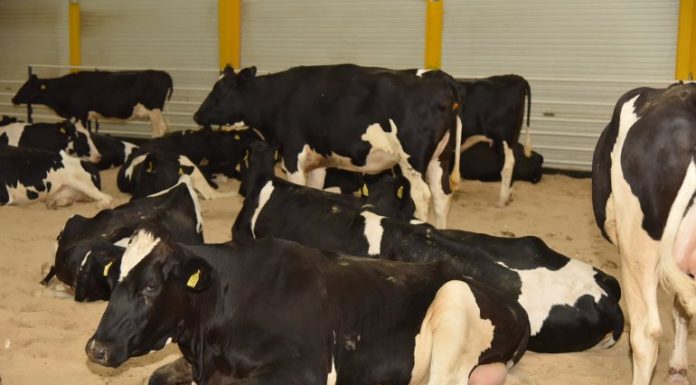 Qatar’s first air shipment of cows lands amid Saudi-led blockade