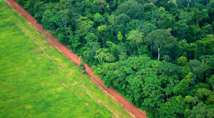 The tropics are now releasing more carbon than they absorb