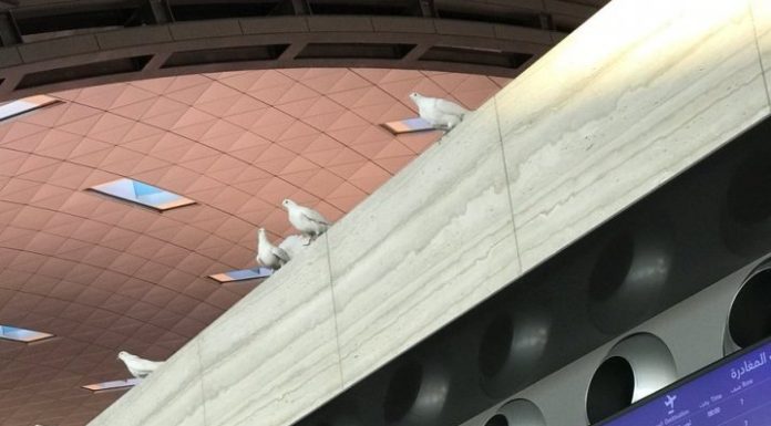 Pigeons ‘spotted’ in the departure lounge of Hamad International Airport