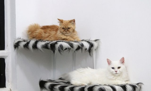 Far from war, Basra’s cats lap it up in their own hotel