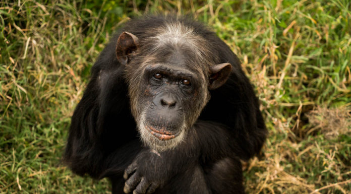 Kenya’s Sweetwaters sanctuary: Chimpanzees without borders
