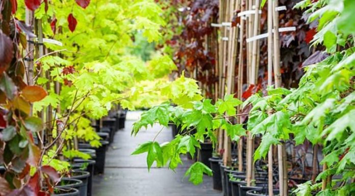 Central Nursery produces 2.6 million saplings in a year