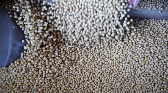 China buys U.S. soybeans after halt to U.S. purchases ordered: sources