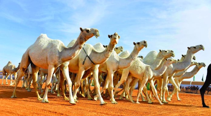 828,000 head of camels, cows, sheep and goats in Al-Rayyan