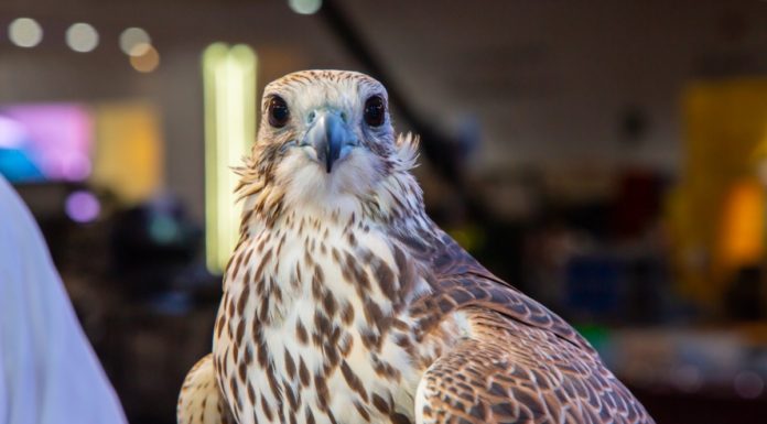 Suhail 2020: a trading platform for international companies and an ideal destination for lovers of hunting and falconry