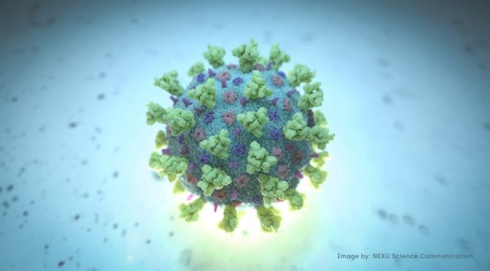 Common cold antibodies hold clues to COVID-19 behavior; lung scans speed COVID-19 diagnosis in stroke patients