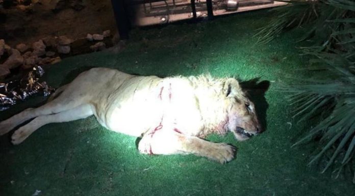Video | A lion is devouring a Saudi citizen