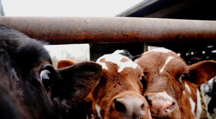 Drug, feed ingredient shortages hit U.S. livestock producers