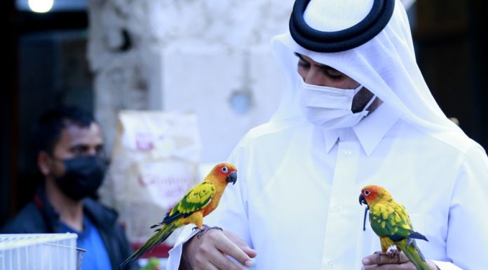 What is the penalty for not wearing a mask and wearing it incorrectly in Qatar?