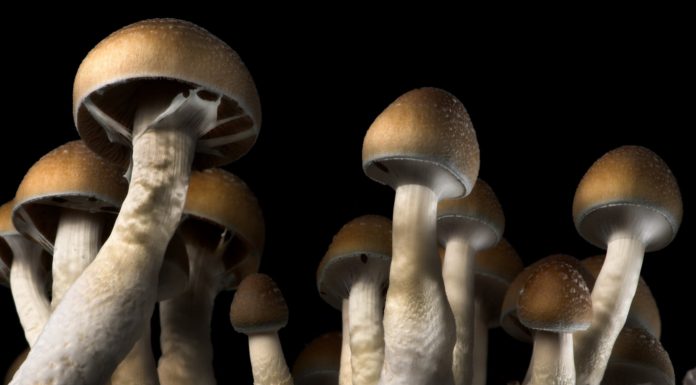 Magic mushrooms: Sustainable allies