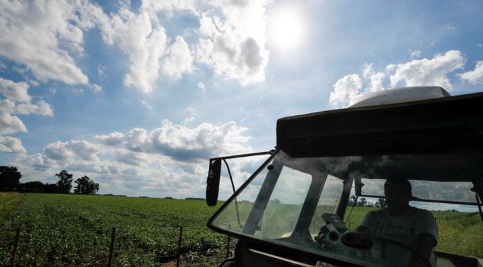 Argentina halts export registration for soy oil, meal