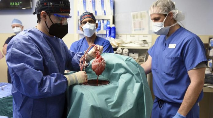 Pig hearts in humans: Why the ‘Frankenscience’ of animal organ transplants must stop