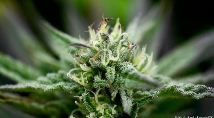 Switzerland to launch 1st cannabis sale pilot in summer