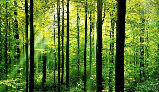 Italy is betting on hi-tech fire detection sensors to protect its forests from climate change
