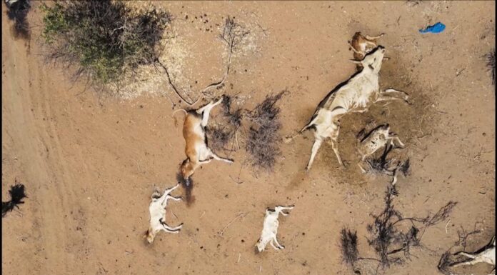 Africa faces climate disaster but is also a beacon of hope