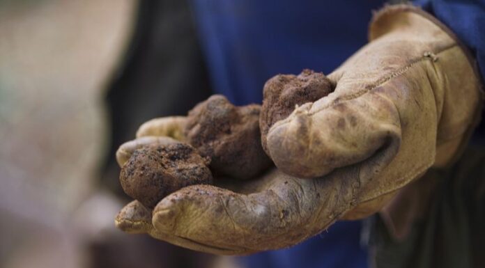 ‘Black gold’: Why Spain’s black truffles are so popular
