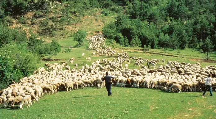 Why Spain deserves the title the ‘land of 100 cheeses’ and where to go to discover the very best