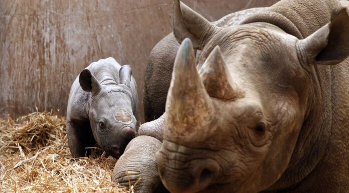 Rhino horns have shrunk over the past century, study finds