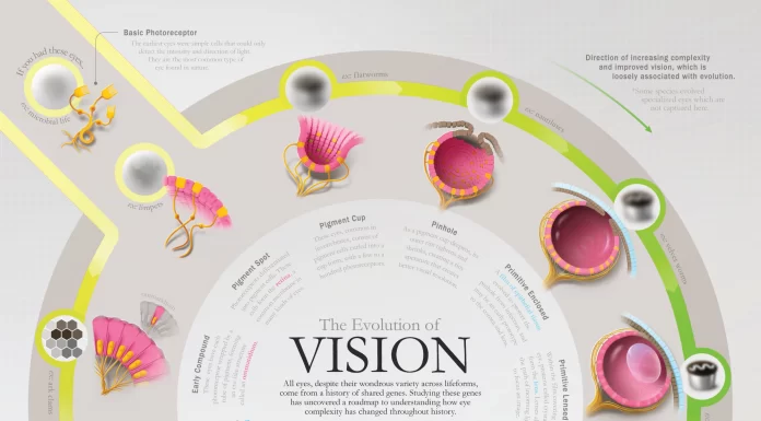 Visualizing the Evolution of Vision and the Eye