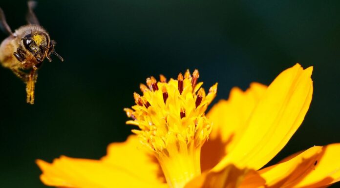 Helping bees and crops adapt to heat stress