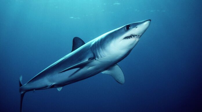 Endangered shark meat sold in Australian fish and chip shops, study finds