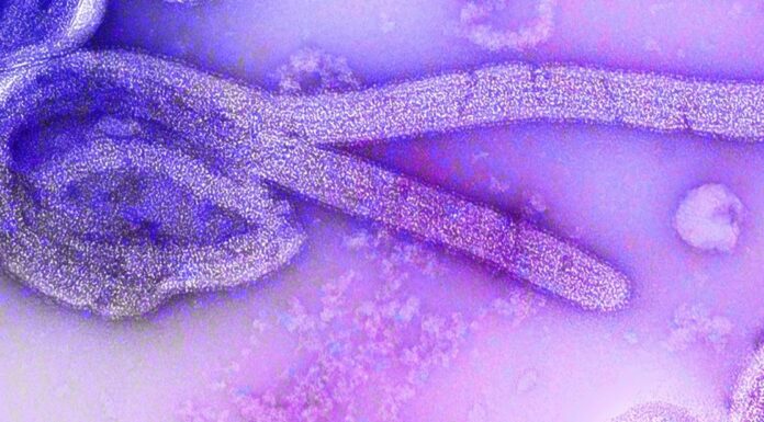 Equatorial Guinea confirms Marburg virus outbreak