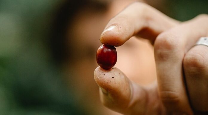 Climate change is redrawing the coffee growing map. Here’s how farmers are clinging on