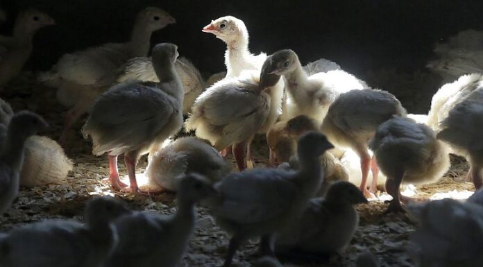 Bird flu death in Cambodia: How worried should we be about H5N1 spilling over into humans?