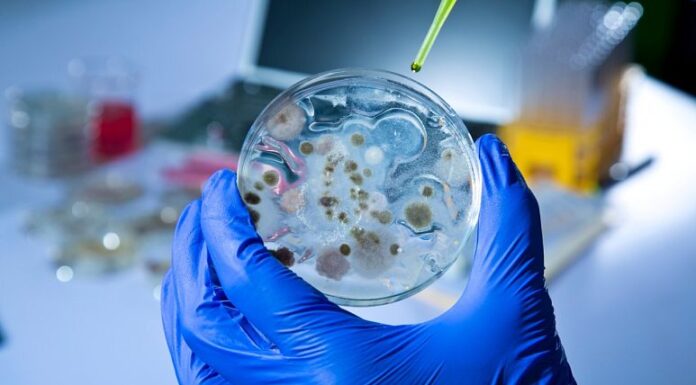 The Last of Us ‘minus the zombie part’: How fungi could become supercharged by climate change