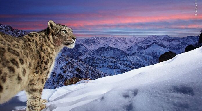 Wildlife Photographer of the Year: ‘Dream’ shot of elusive snow leopard wins people’s choice award