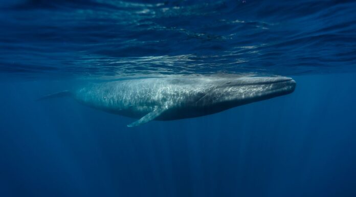 Deep sea mining risks ‘irreversible’ damage to oceans and poses harm to endangered species, scientists warn