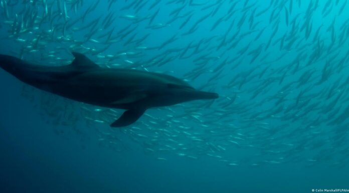 UN states finally strike deal to protect high seas