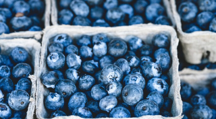 Morocco Outperforms US to Become 4th Largest Blueberry Exporter Worldwide