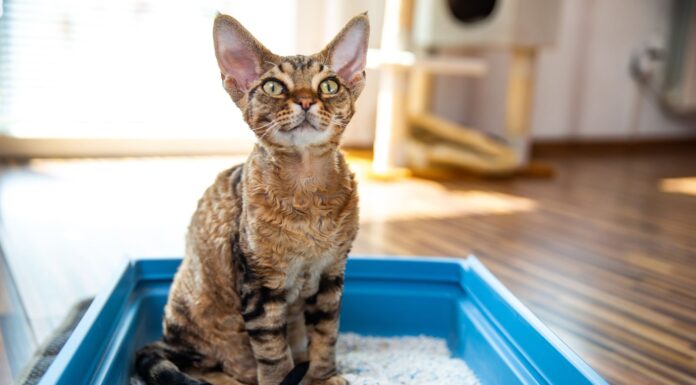 Valentine’s Day: Animal shelter offering chance to have an ex’s name written in cats’ litter box to reveal list