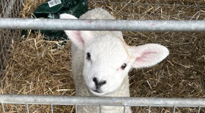 ‘Harrowing’ dog attacks on sheep costing farmers millions of pounds a year