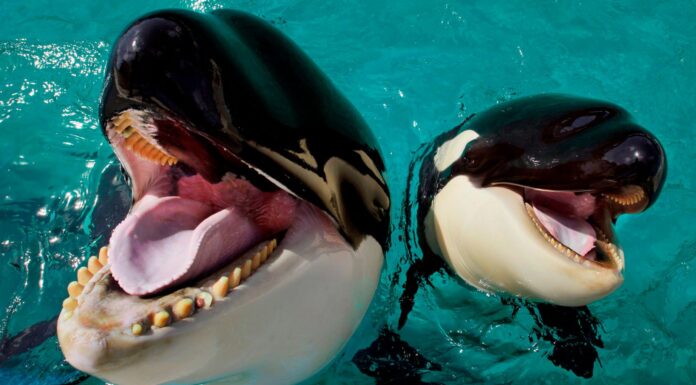 Toothed whales use their nose to produce the loudest sounds, scientists say