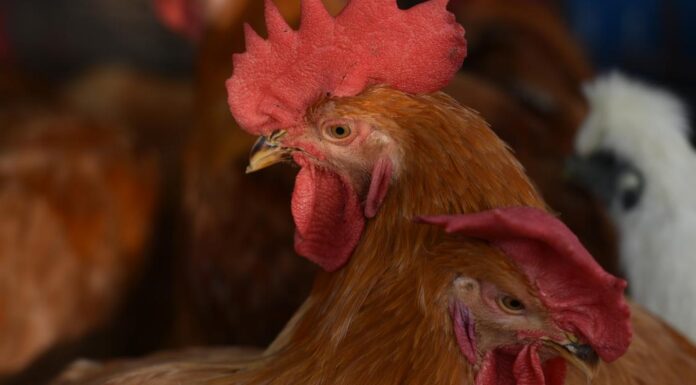 China reports first human death from H3N8 bird flu: WHO