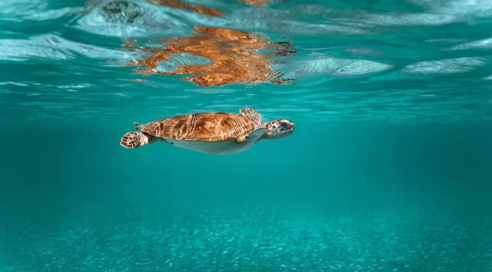 Rising seas could flood nests of vulnerable sea turtles – new research